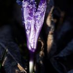 Crocus with whitefrost
