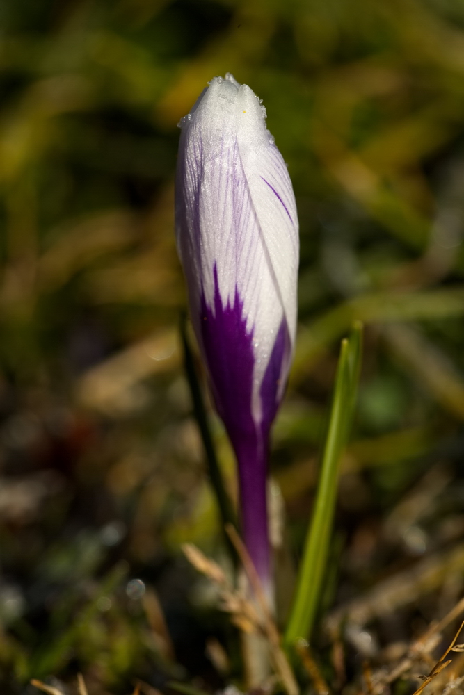 Crocus with whitefrost