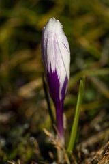 Crocus with whitefrost