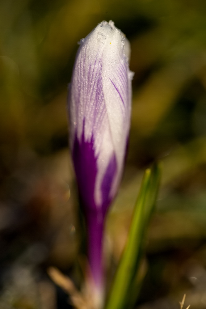 Crocus with whitefrost