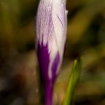 Crocus with whitefrost