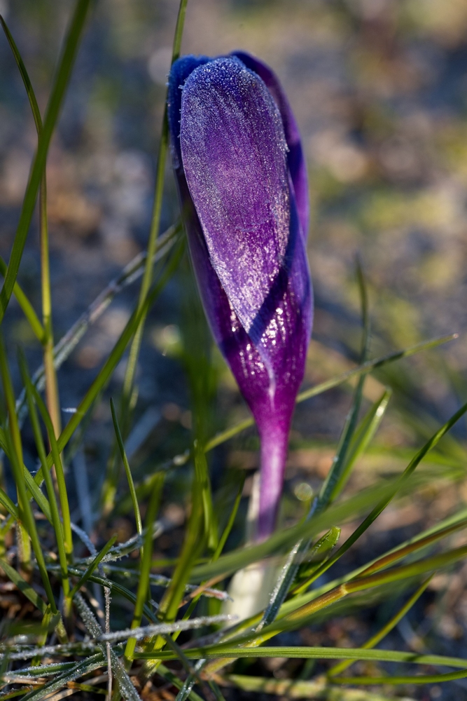 Crocus with whitefrost