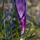 Crocus with whitefrost