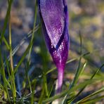 Crocus with whitefrost