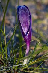 Crocus with whitefrost