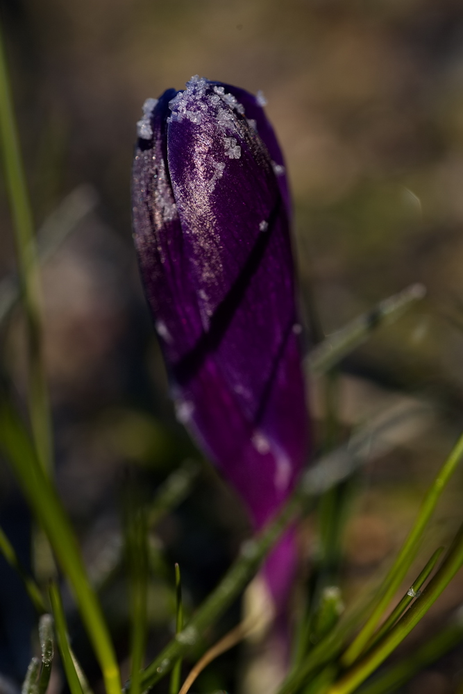 Crocus with whitefrost