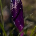 Crocus with whitefrost