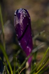 Crocus with whitefrost