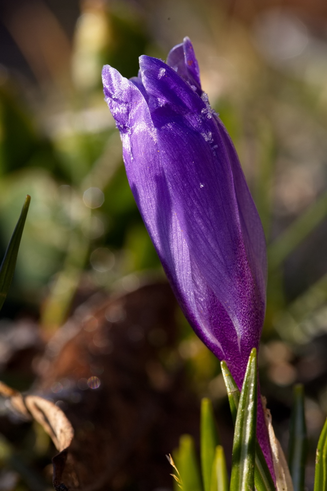 Crocus with whitefrost