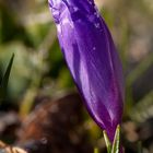 Crocus with whitefrost