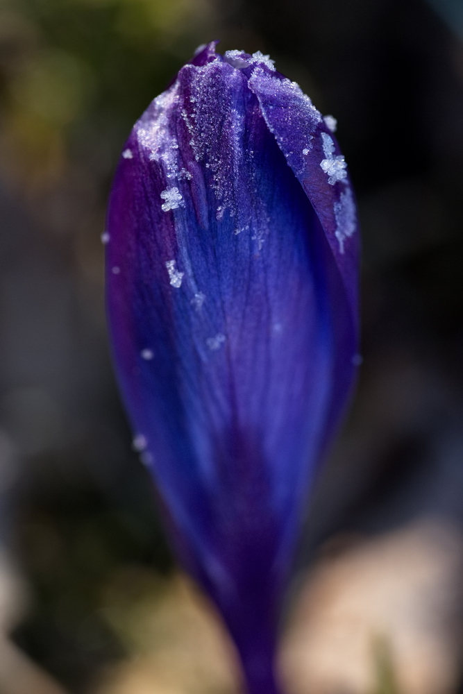Crocus with whitefrost