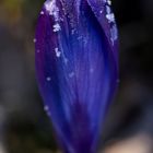 Crocus with whitefrost