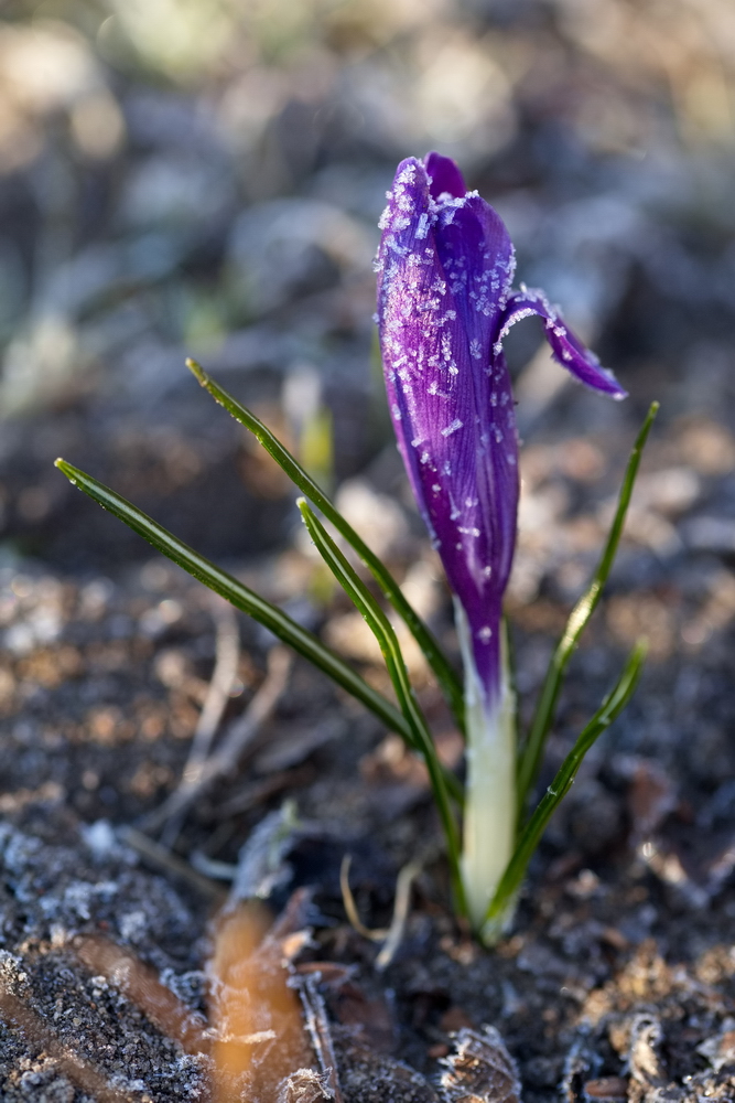 Crocus with whitefrost
