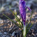 Crocus with whitefrost