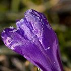 Crocus with whitefrost