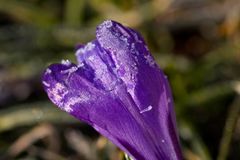 Crocus with whitefrost