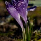 Crocus with whitefrost