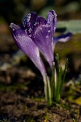 Crocus with whitefrost