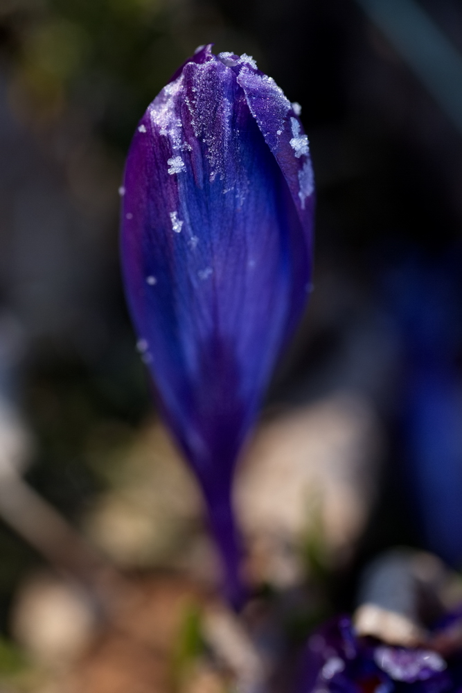 Crocus with whitefrost
