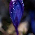 Crocus with whitefrost
