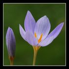 Crocus xantholaimos