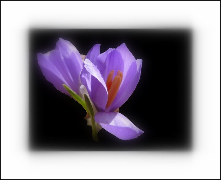 CROCUS1