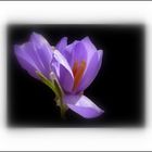 CROCUS1