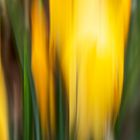 crocus1