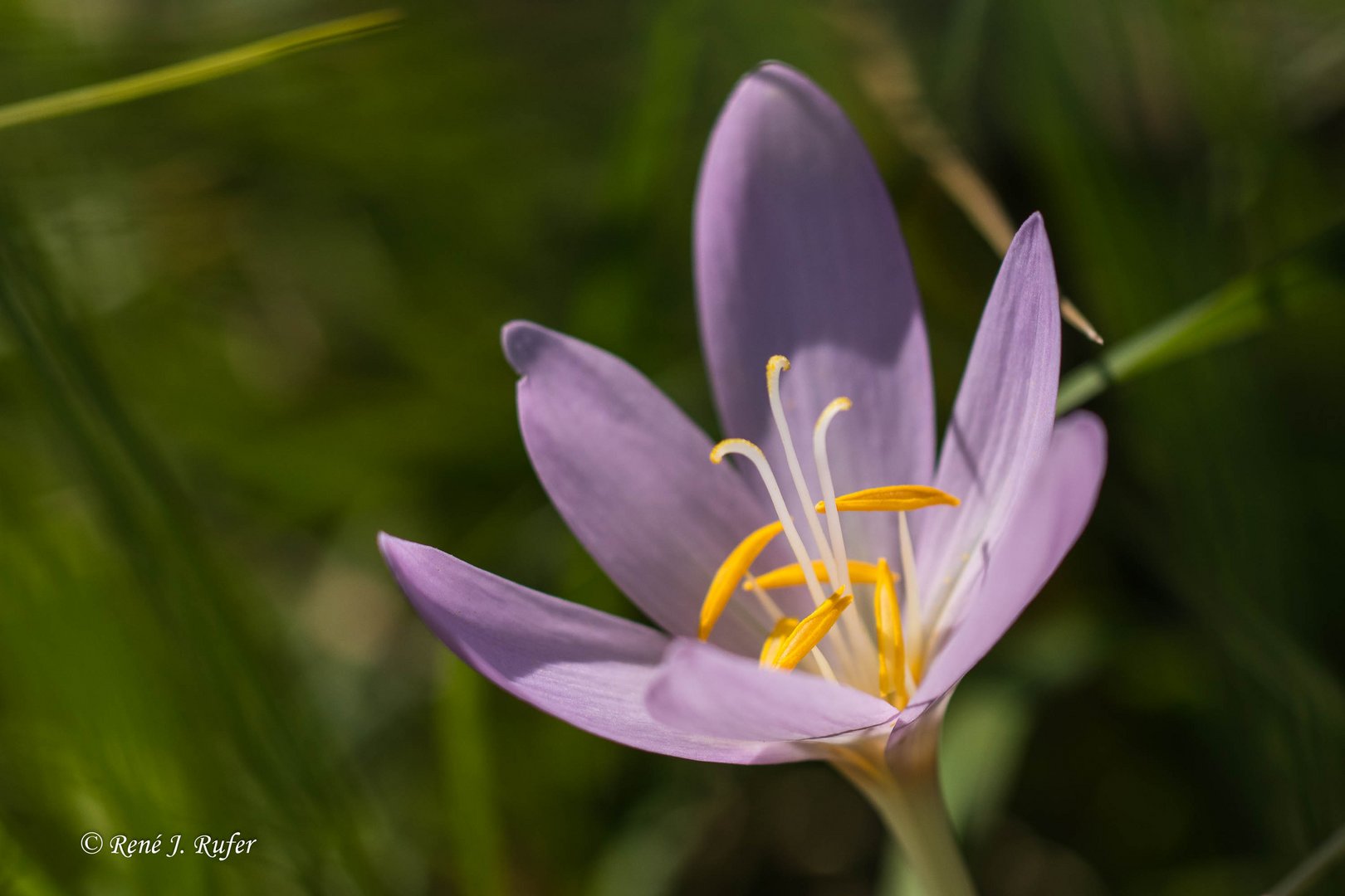 Crocus_5337