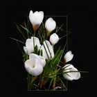 crocus_blanchs