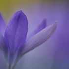 Crocusblüte im Berggarten