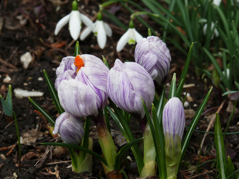 crocuseier