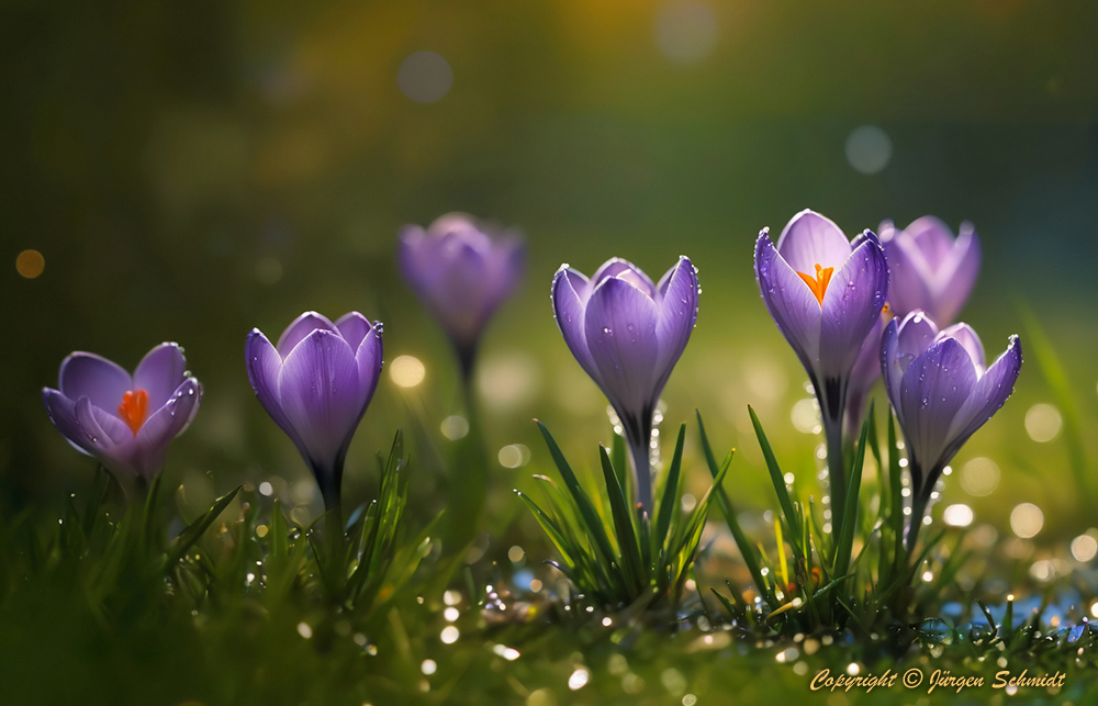 Crocuses