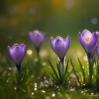 Crocuses