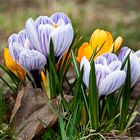 Crocuses