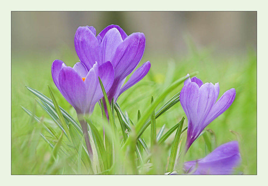 crocuses