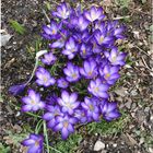 crocuses