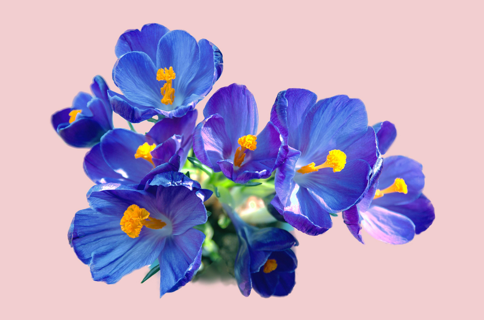 Crocuses