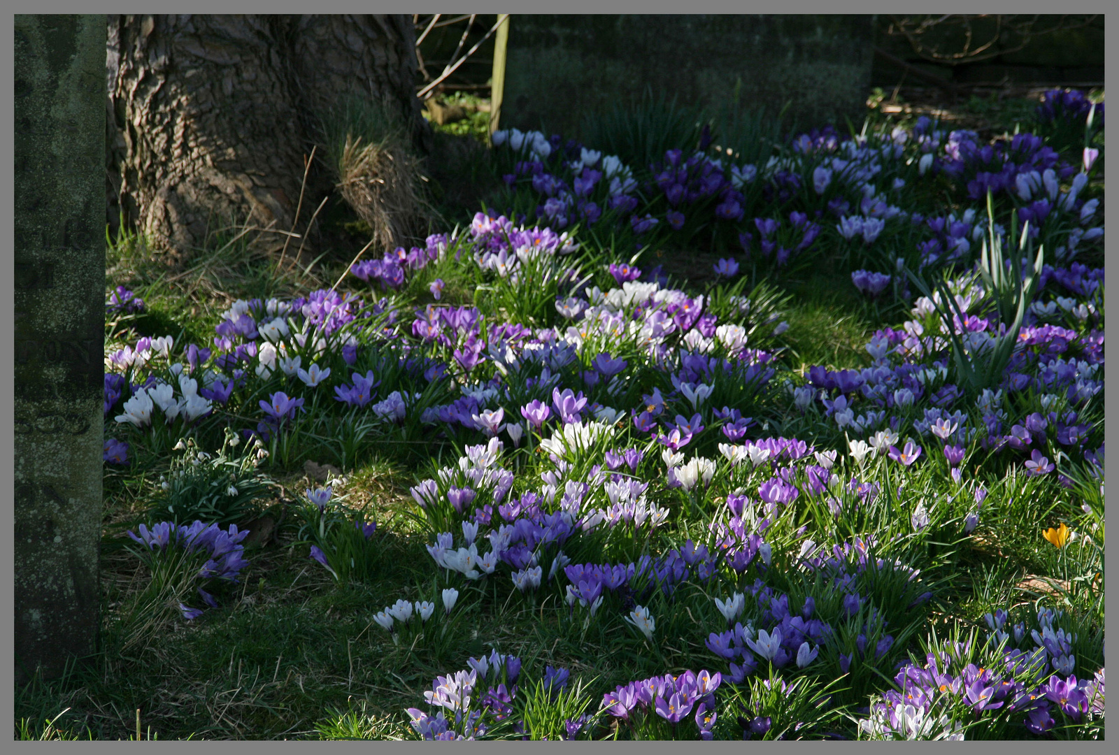 crocuses in Elsdon Churchyard Northumberland