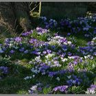 crocuses in Elsdon Churchyard Northumberland