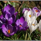 crocuses in jesmond dene newcastle