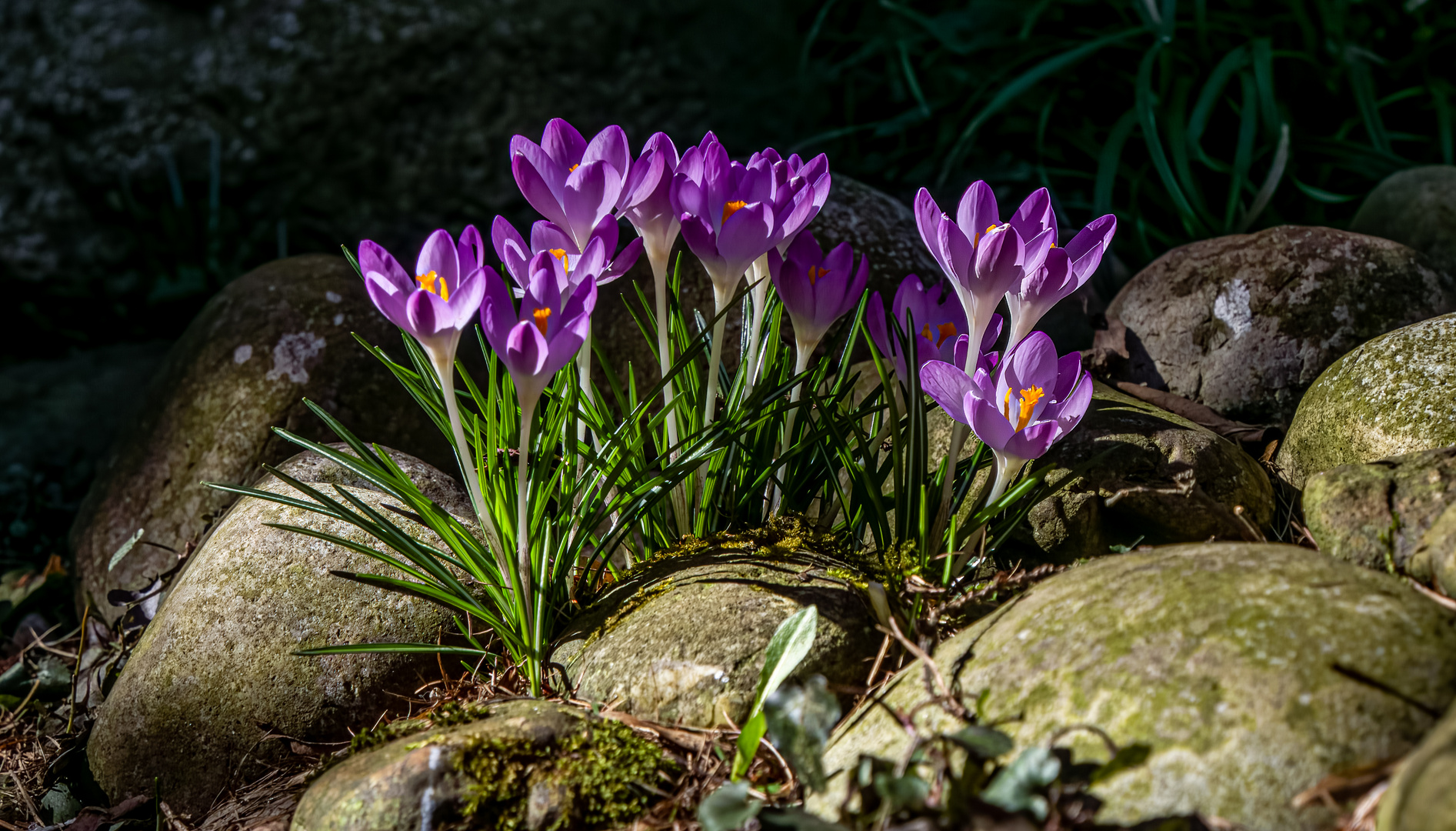 Crocus_P3120008-2150312