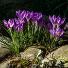 Crocus_P3120008-2150312