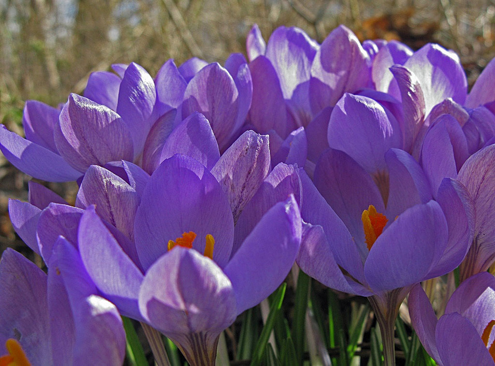 Crocusse