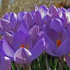 Crocusse