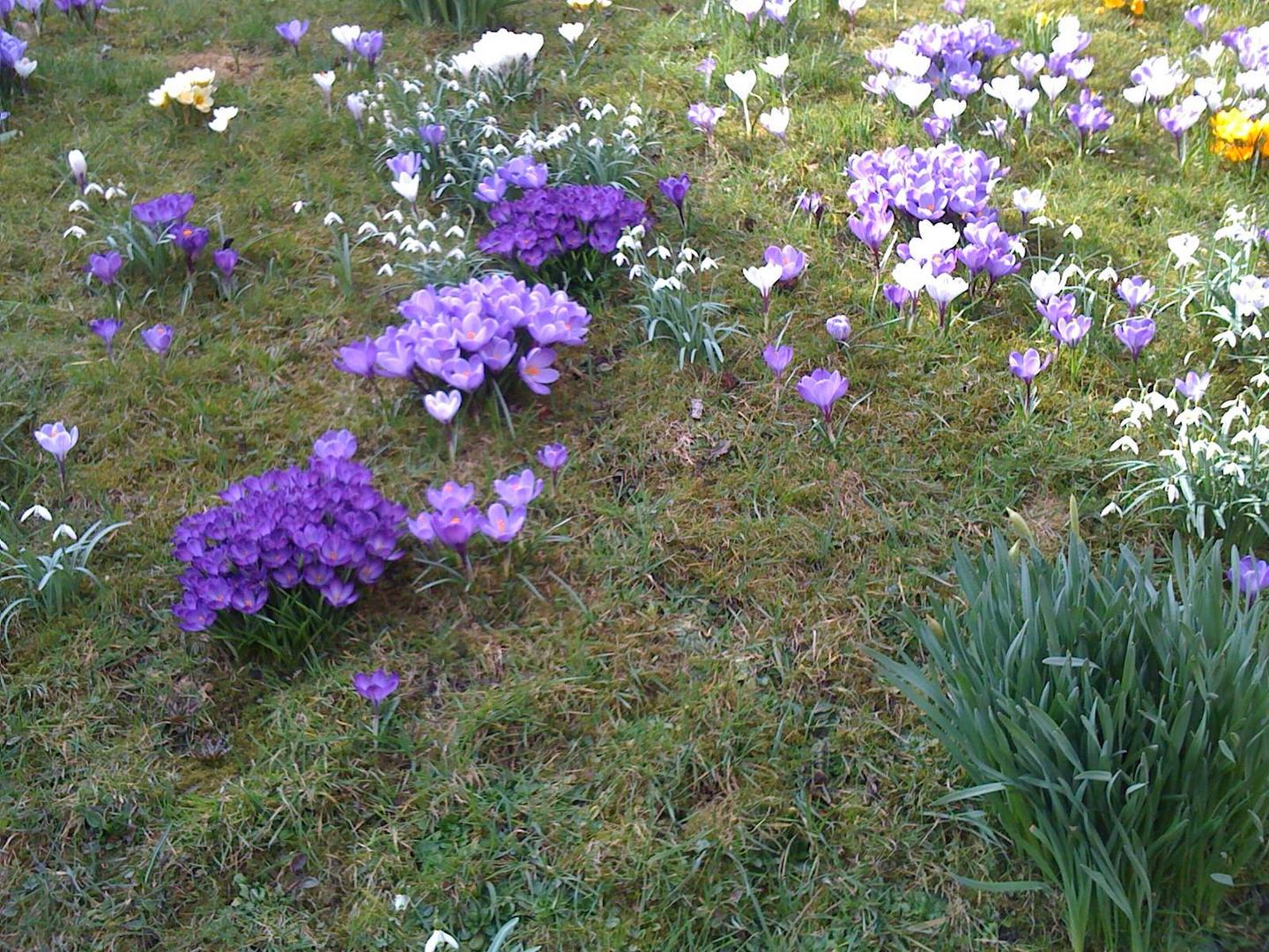 Crocusse auf dem Ostedeich ...........