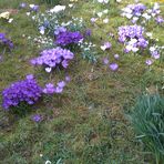 Crocusse auf dem Ostedeich ...........