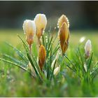 Crocusse...