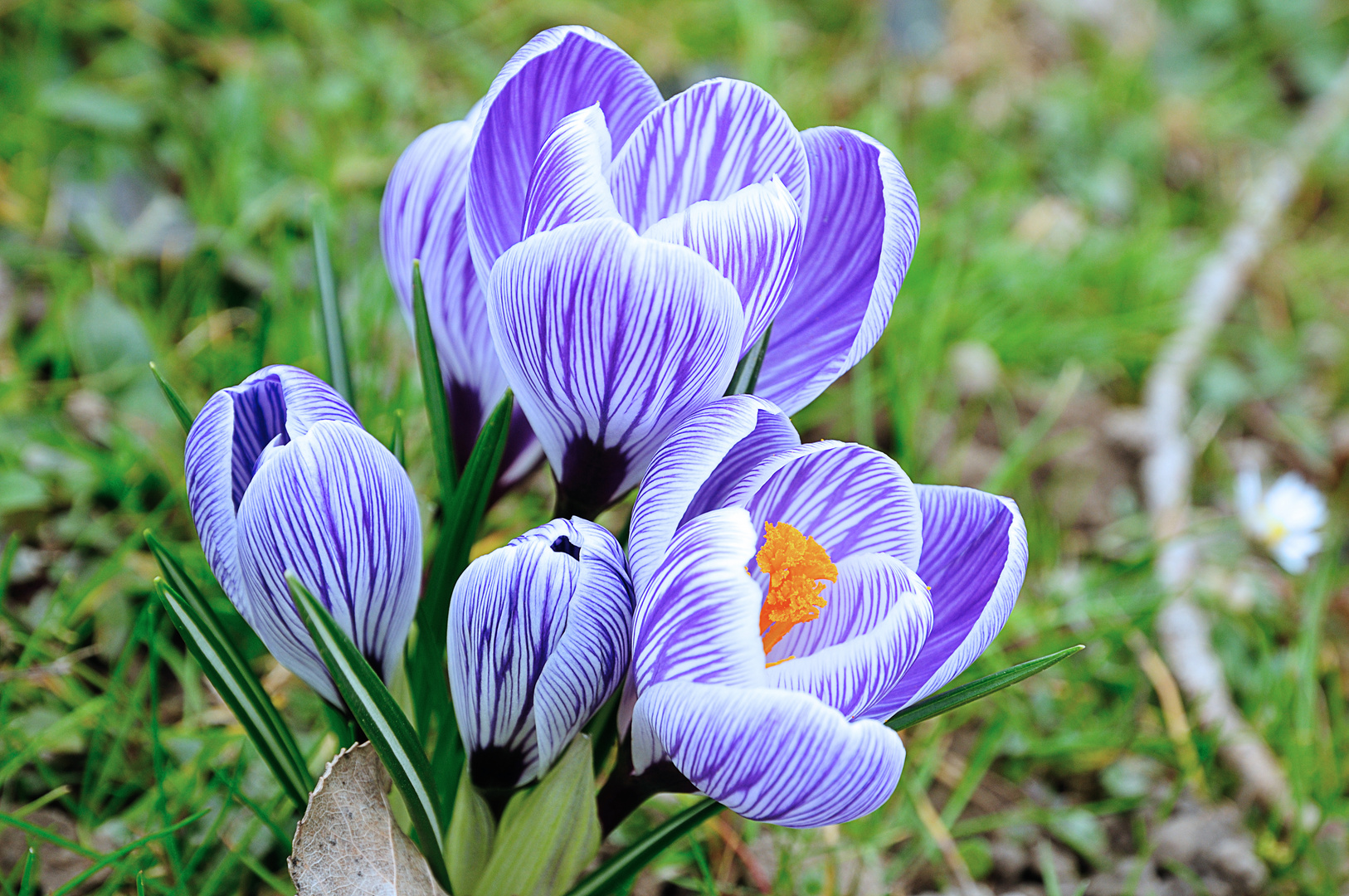 Crocusse DSC_7289