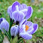 Crocusse DSC_7289